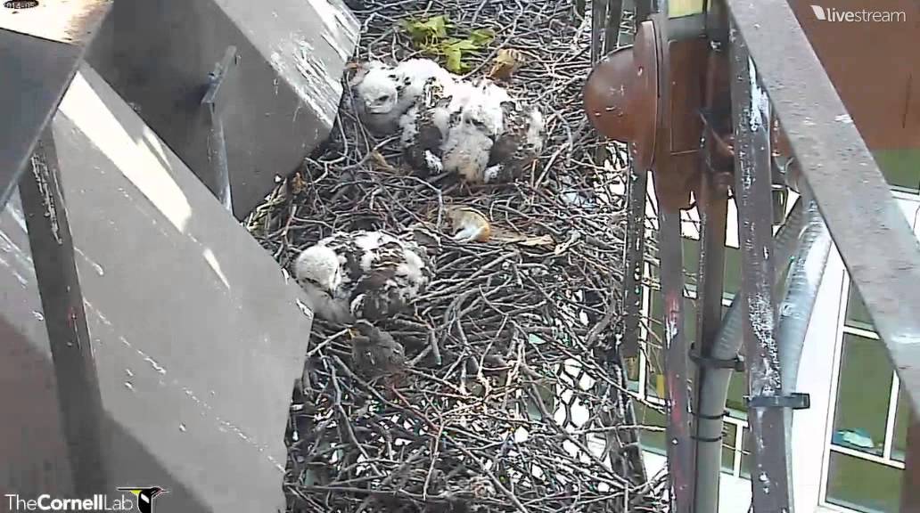 Cornell Lab Red-tailed Hawks - Hawk chick caught a starling chick! 27.05.2014.