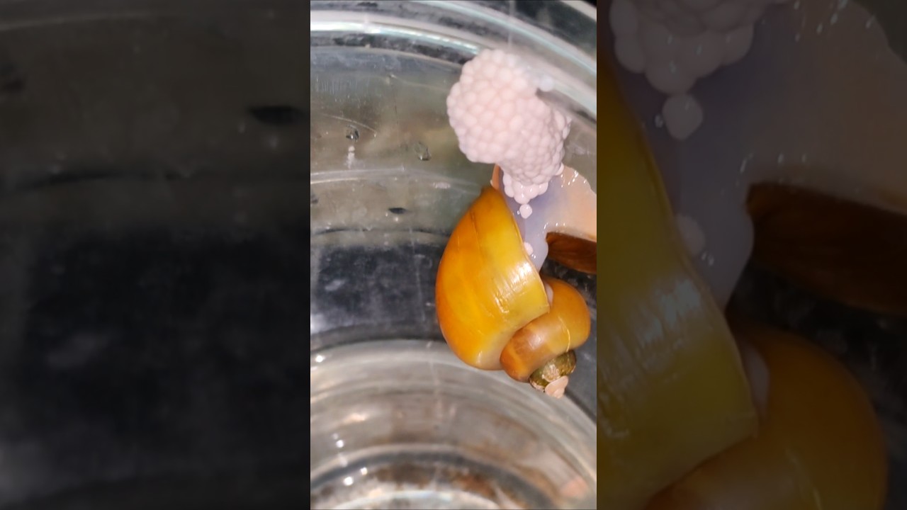Apple Snail egg release DAY ONE 1