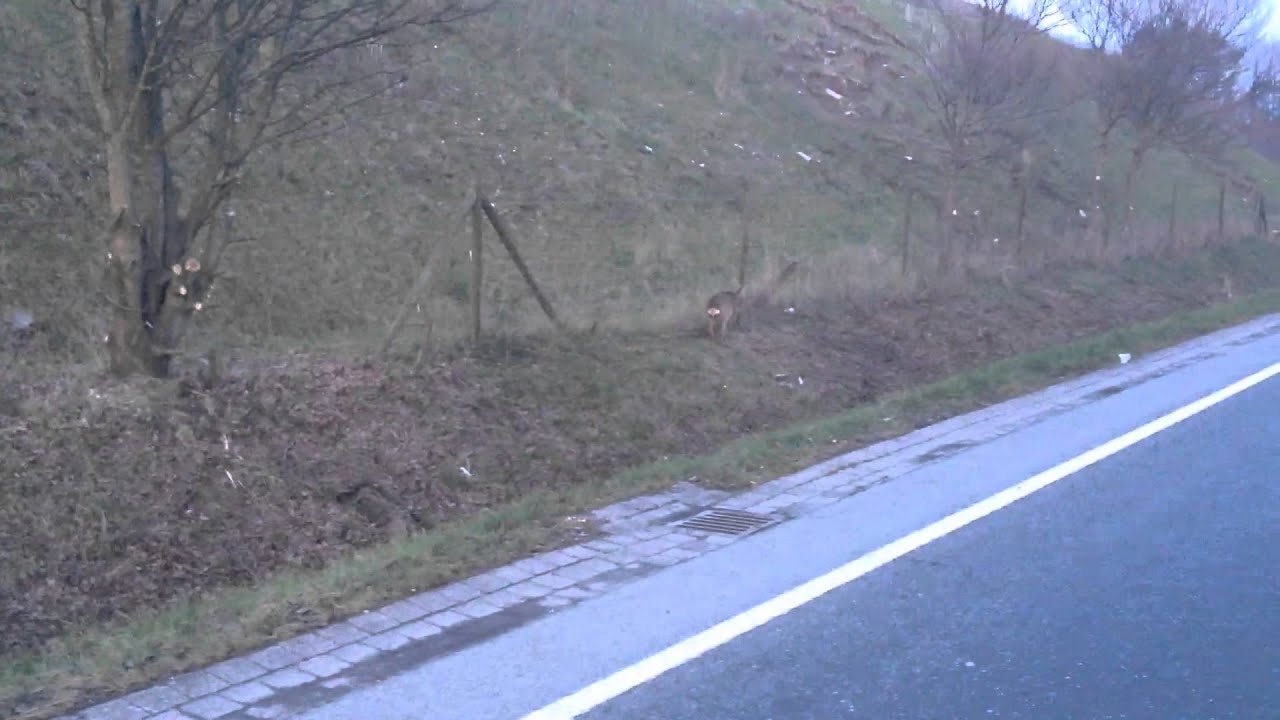 M&uuml;nster -  Reh auf der B54
