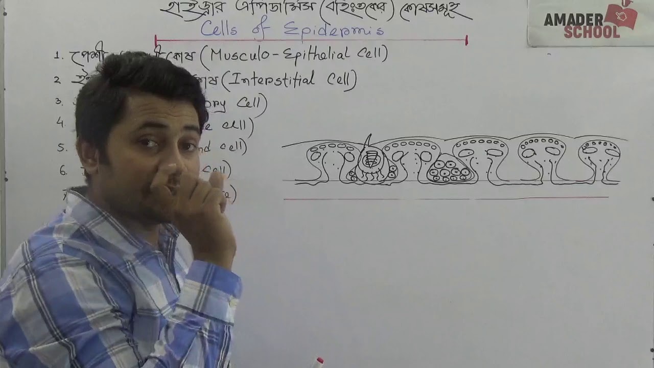 03. হাইড্রার এপিডার্মিসের কোষসমূহ । Epidermal Cell of Hydra | ফাহাদ স্যার