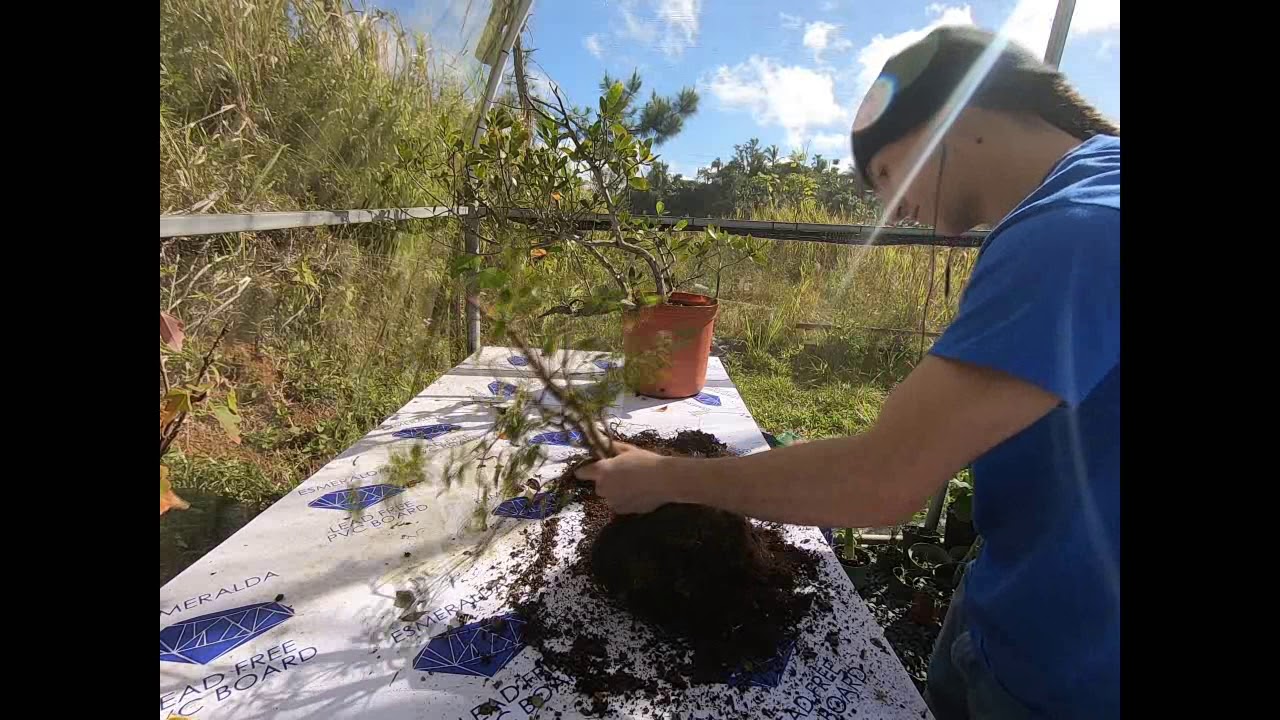 Jaboticaba bonsai raw material from nursery, hard prunning and repotting