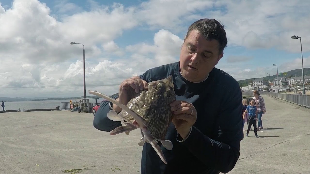 Ray and Dogfish at Rathmullan Pier, Co. Donegal 01/07/20