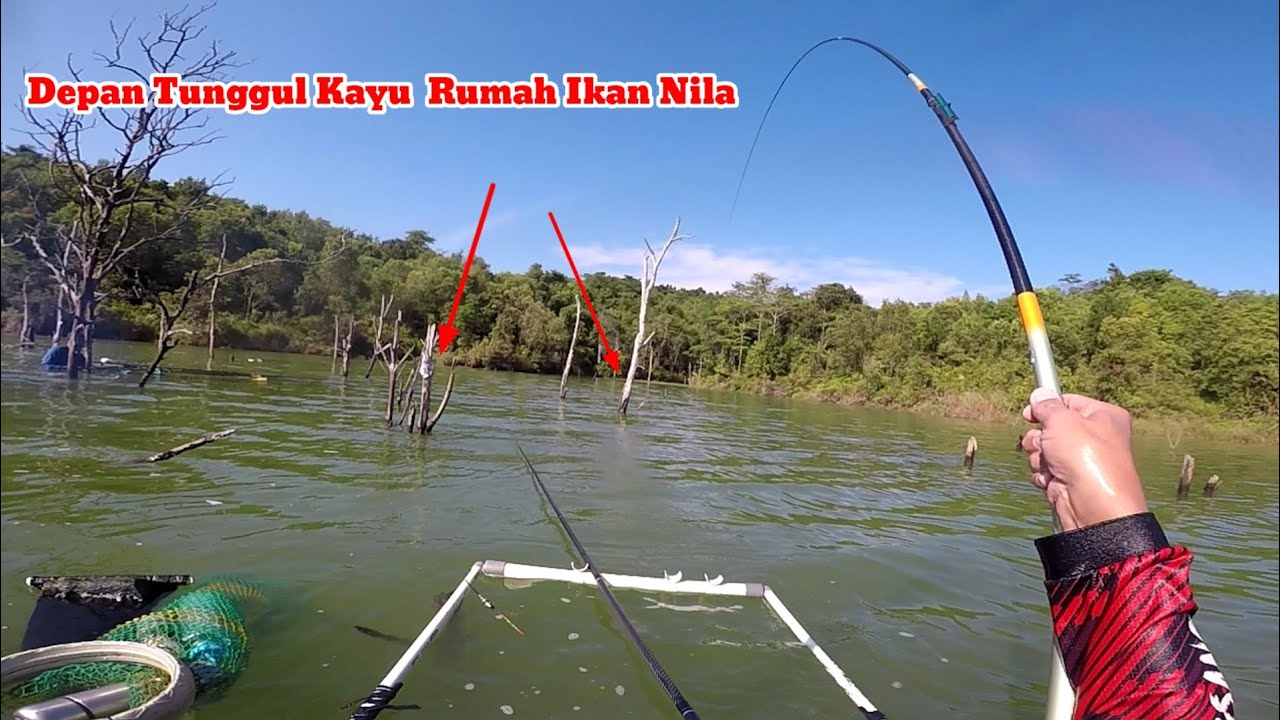 Depan Tunggul kayu rumah ikan nila 