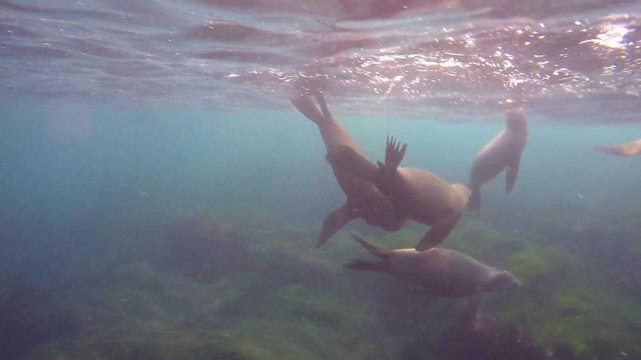 Cutest sea lions in San Diego!
