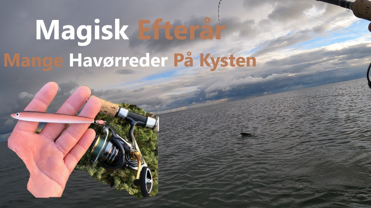 Magisk Efterår | Mange Havørreder På Kysten