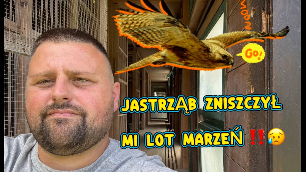 NAJLEPSZY LOT W MOIM ŻYCIU vs jastrząb 😱 kat. A/60❤️🕊️