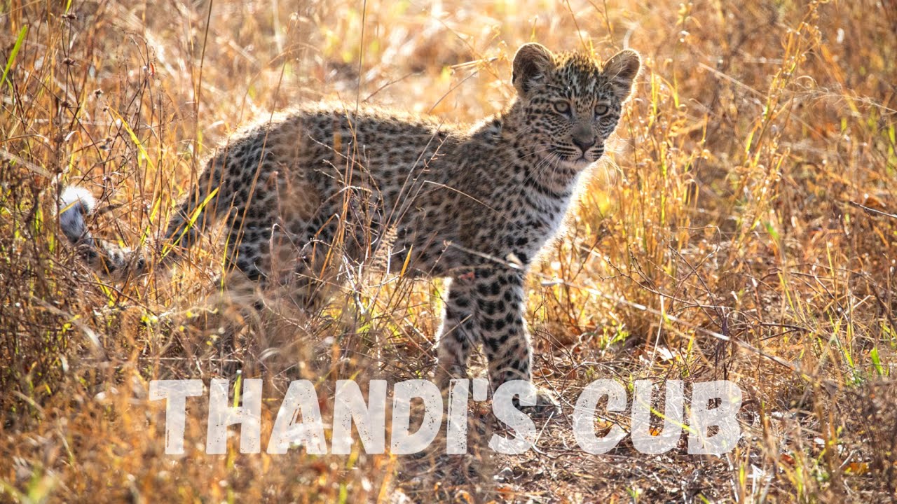 Thandi's cub is alive and well!