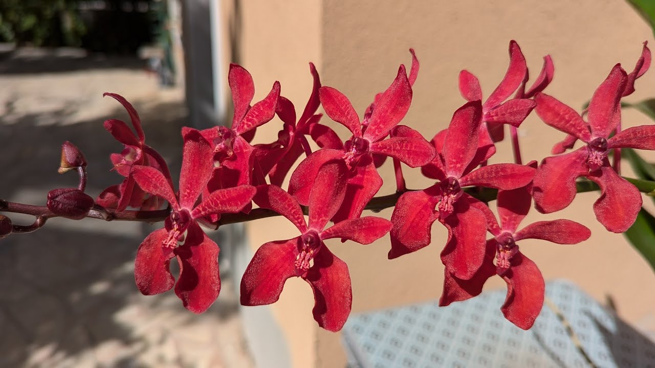 Renanstylis Bangkok Beauty
