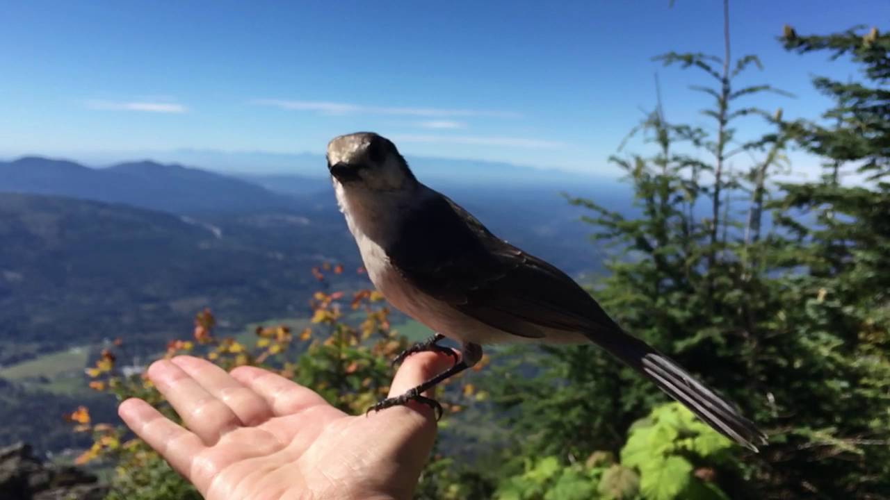 Slo-mo Camp Robber bird atop Mt. Si
