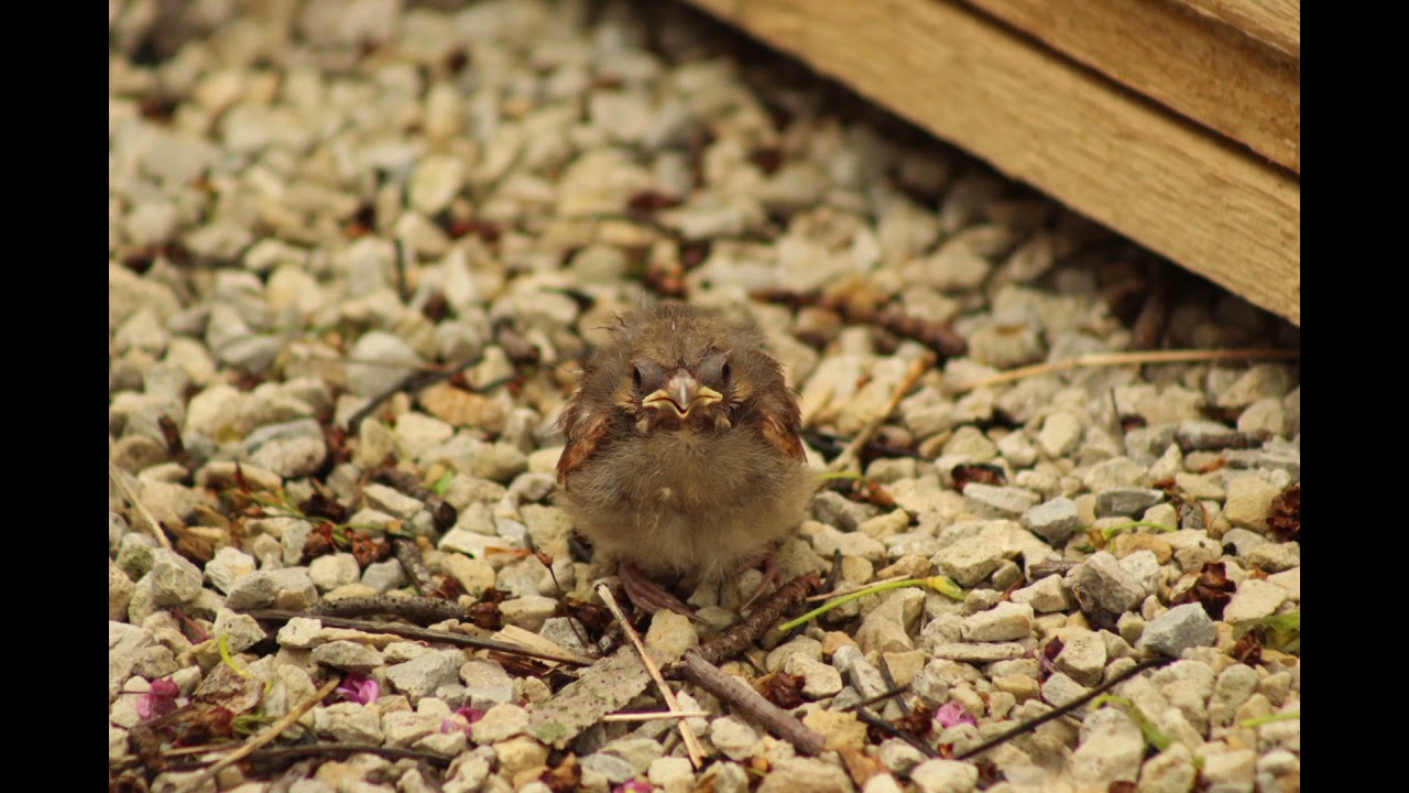 Baby Cardinal Photos