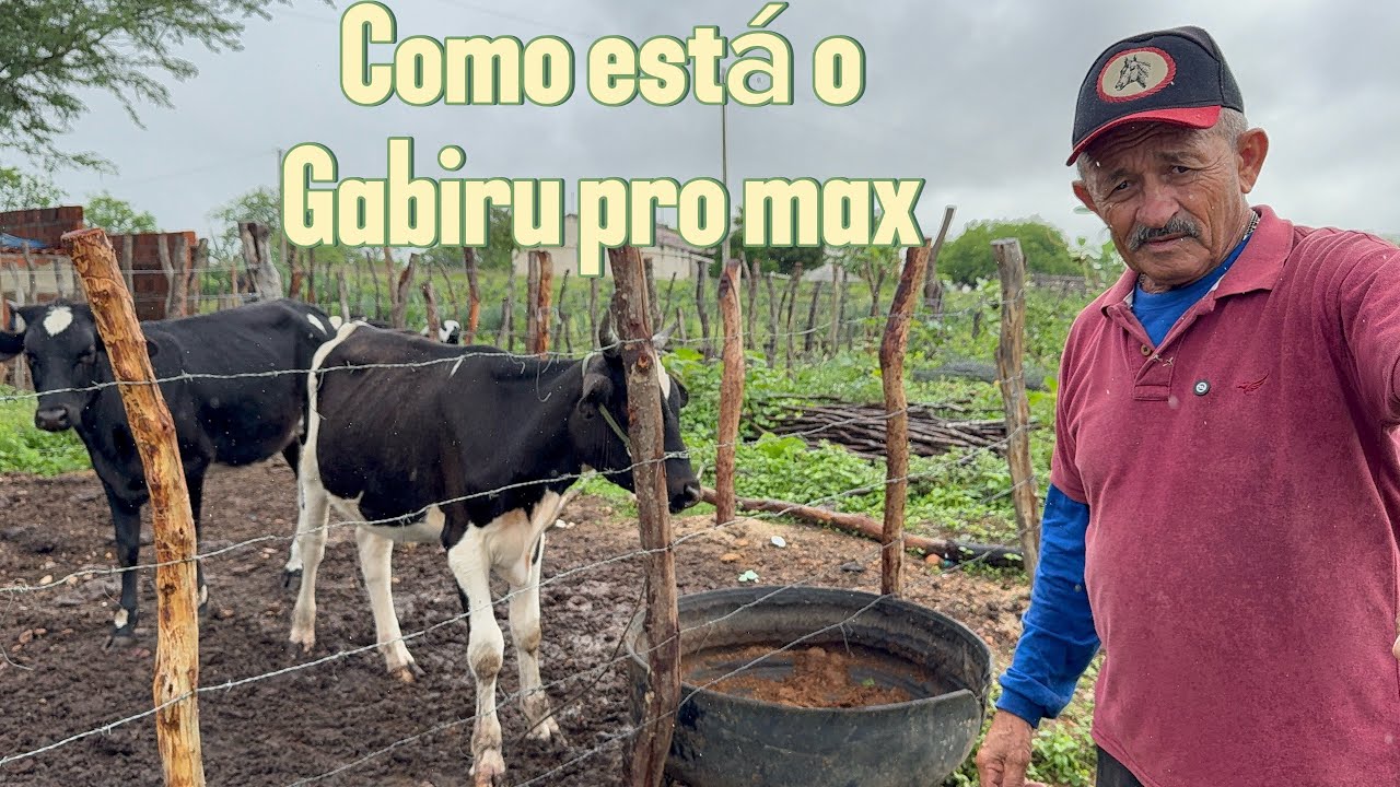 Como está o gabiru pro max 