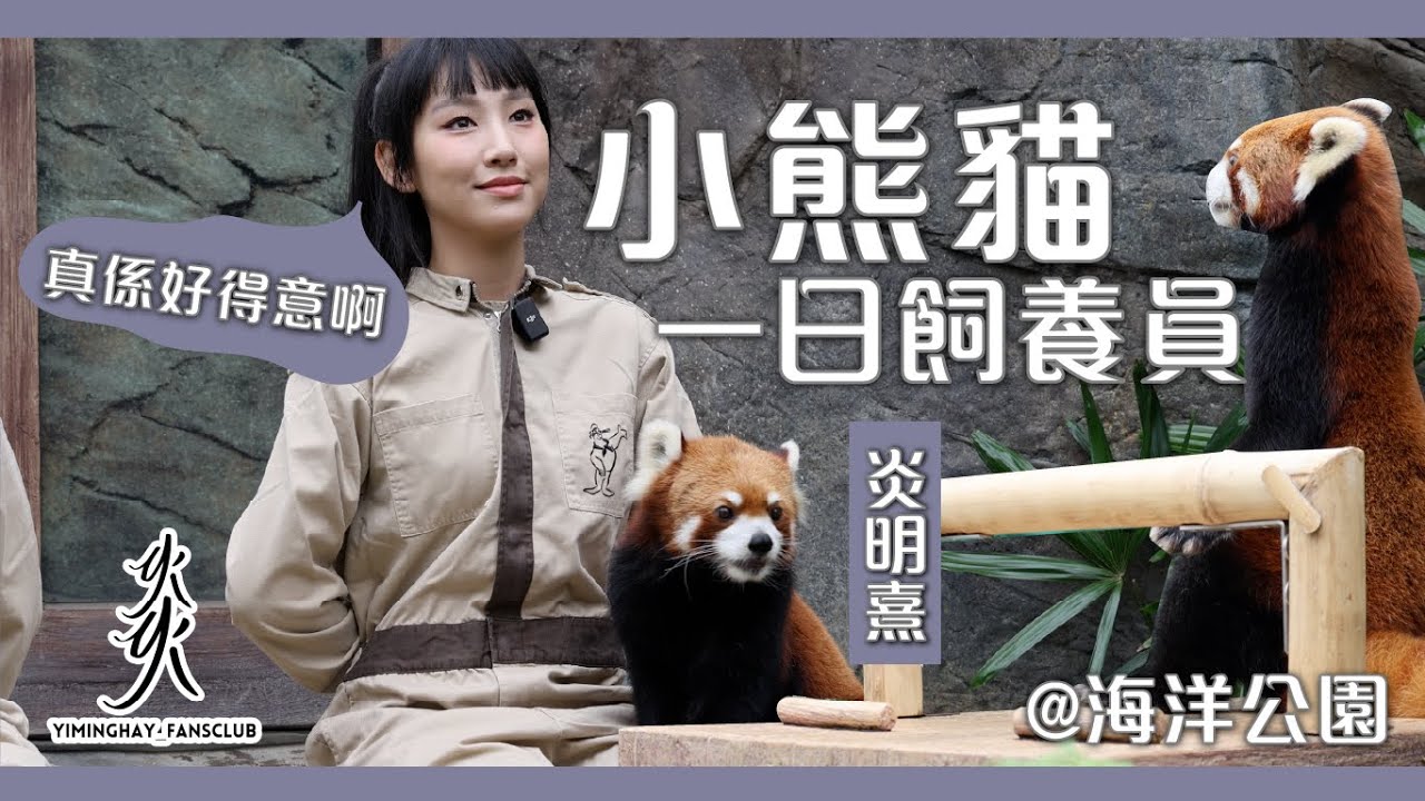【獨家】Gigi炎明熹首次做小熊貓一日飼養員｜近距離餵超萌小熊貓｜被療癒的一天｜@HKOceanPark