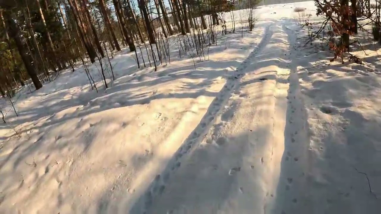 ASMR Skrzypiący Śnieg: Narty Biegowe w Zimowym Lesie 🌲 [Winter POV / Slow TV]