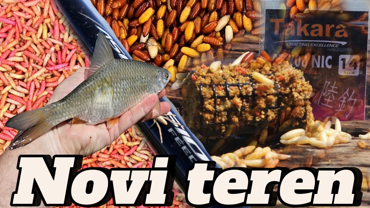Feeder pecanje na Dunavu, prolecno pecanje plotice na novom terenu🎣