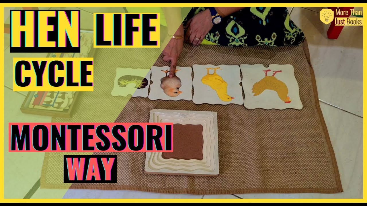 LIFE CYCLE OF HEN | Montessori Learning | Montessori Way | Montessori Method