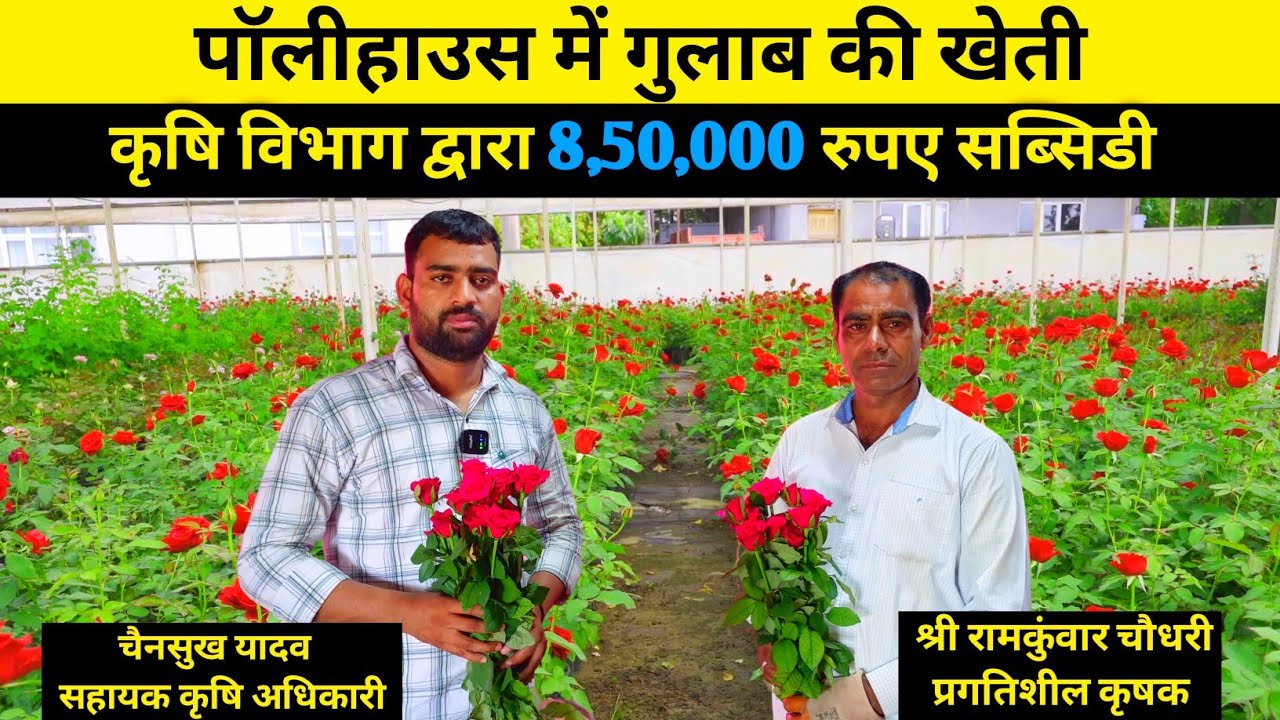 गुलाब की खेती l 850000 रुपए सब्सिडी l Rose farming in india