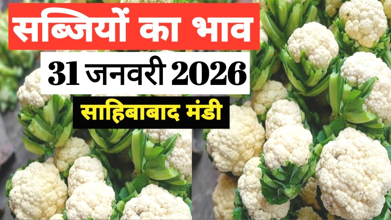 31 January 2026 🥬🫑 🥦 सब्जियों का भाव साहिबाबाद मंडी | today vegitables rates #mandirates 