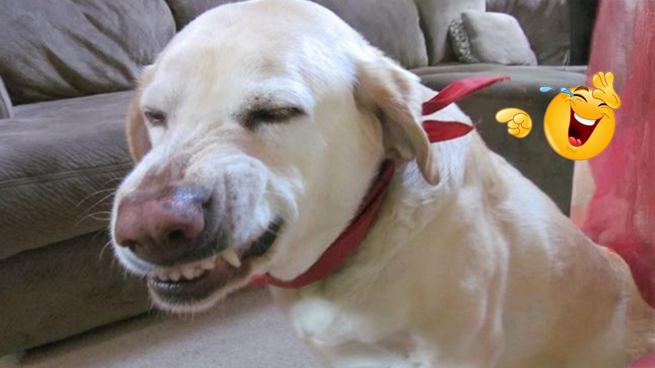 I Can’t Believe These Dogs Are Still This Funny 😂 Best Funny Dog Videos of 2026 🐶