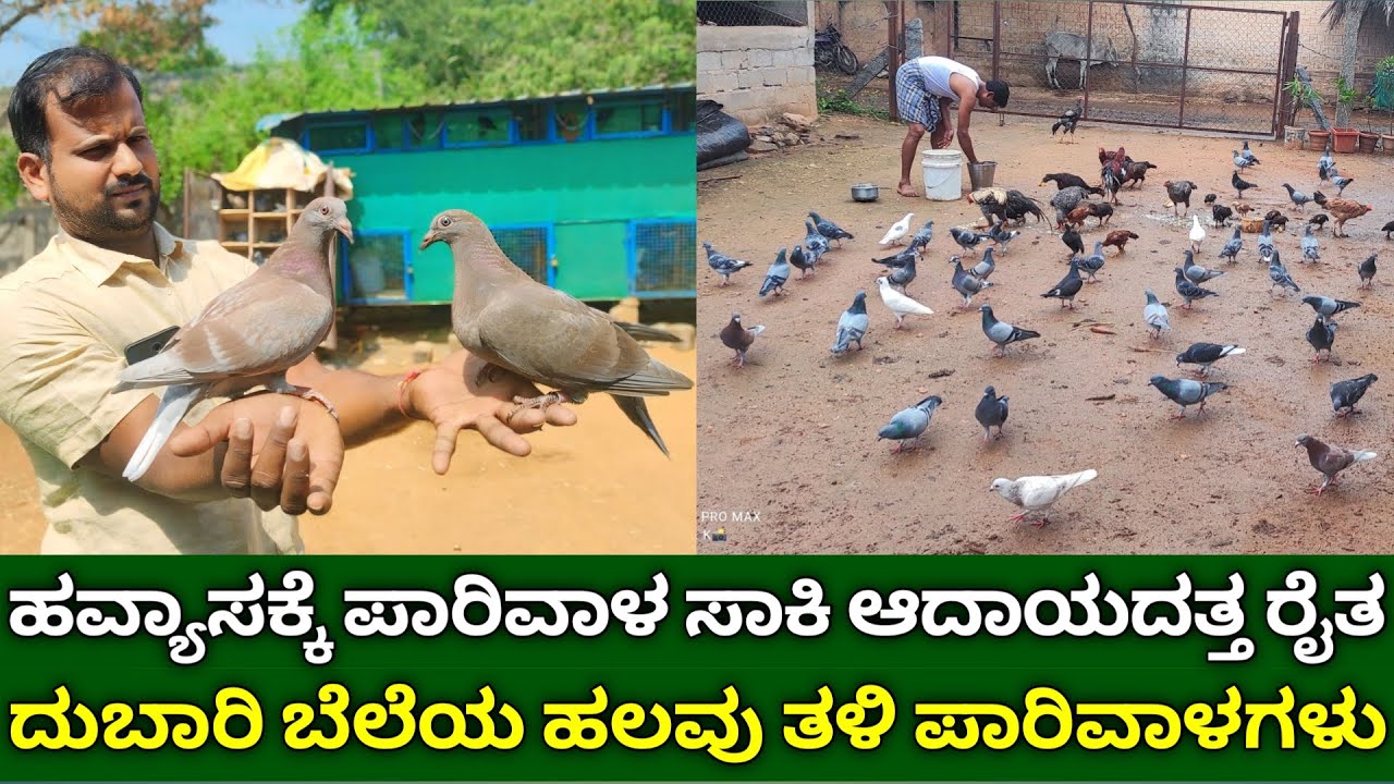 ಹವ್ಯಾಸಕ್ಕೆ ಪಾರಿವಾಳ ಸಾಕಿ ಆದಾಯದತ್ತ ರೈತ | ದುಬಾರಿ ಬೆಲೆ ಹಲವು ತಳಿ ಪಾರಿವಾಳಗಳು | pegions farming | dove farm