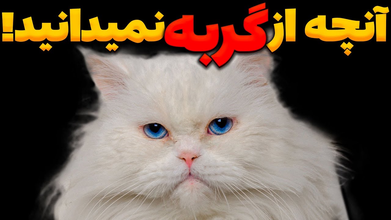 چرا و چگونه انسان و گربه دوست شدند؟