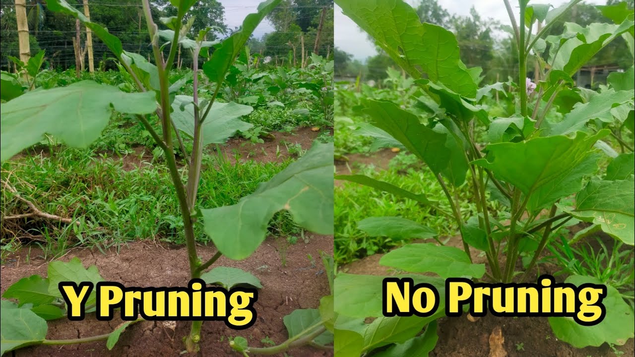 MAXIMIZE YOUR EGGPLANT HARVEST AND QUALITY WITH Y PRUNING