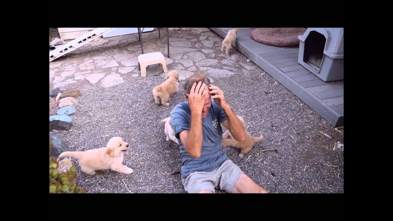 Golden Retriever Puppy Attack
