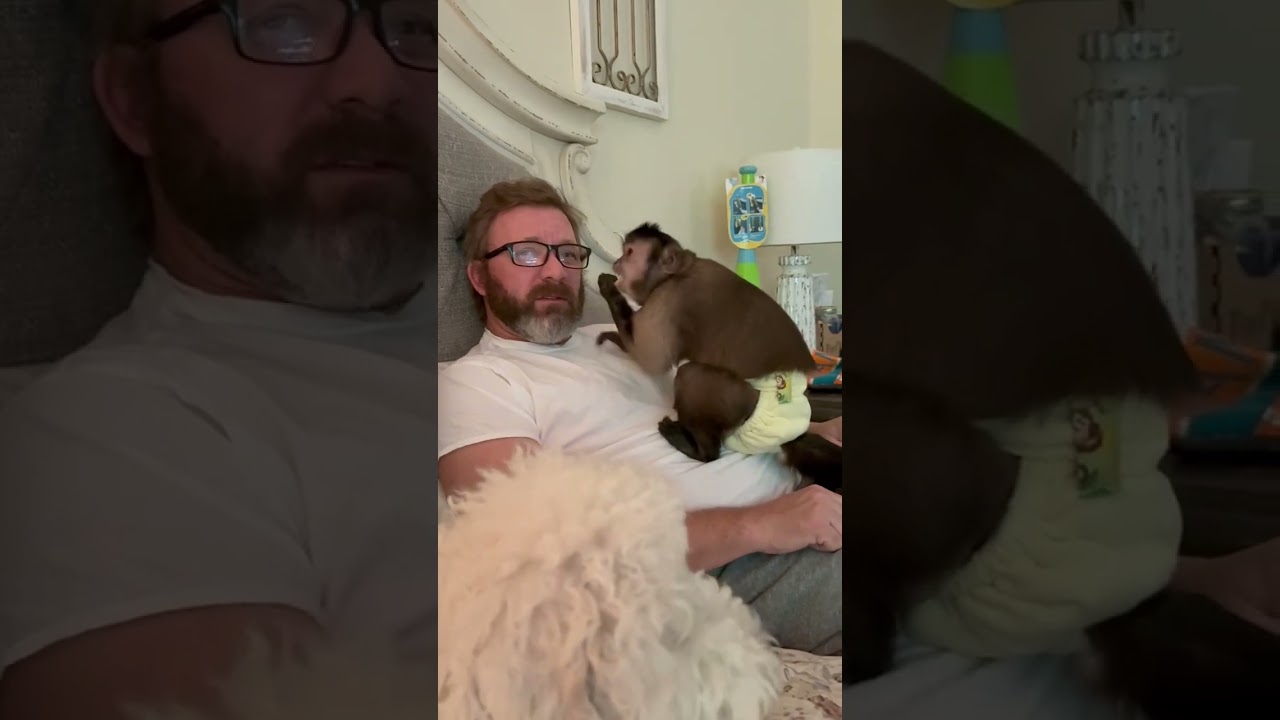 Relax? What’s that! Get a monkey they say!