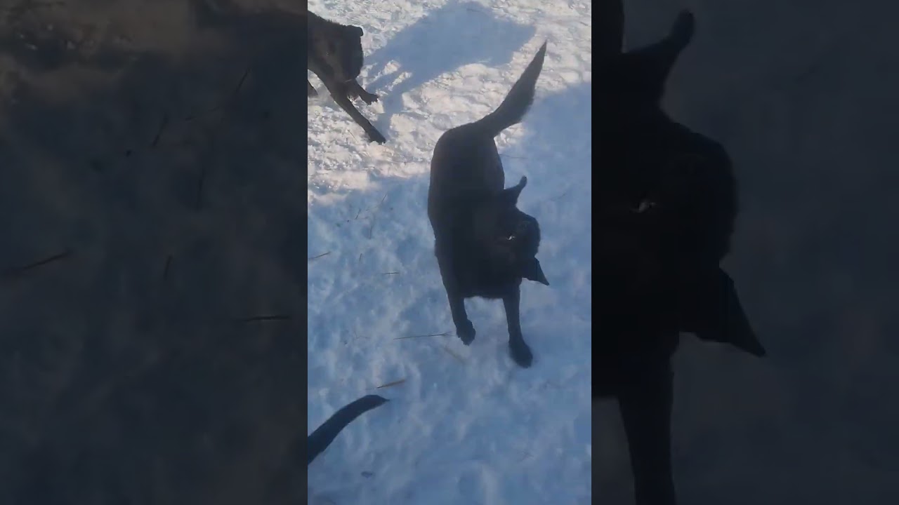 Прогулка#shorts #собака