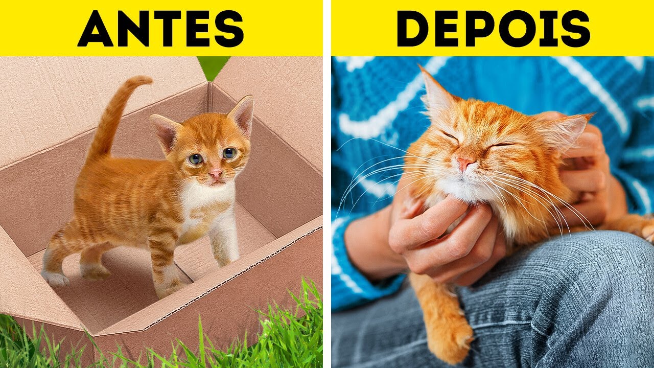 HISTÓRIA DE UM GATO DE RUA || Truques e artesanatos úteis e divertidos para seus pets