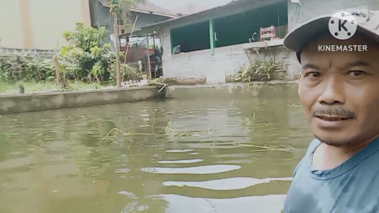 MWANTAP⁉️MAU MEMANEN BUAH APUKAT & CARA BARU YG JARANG DIPAKAI ORANG#suksestani