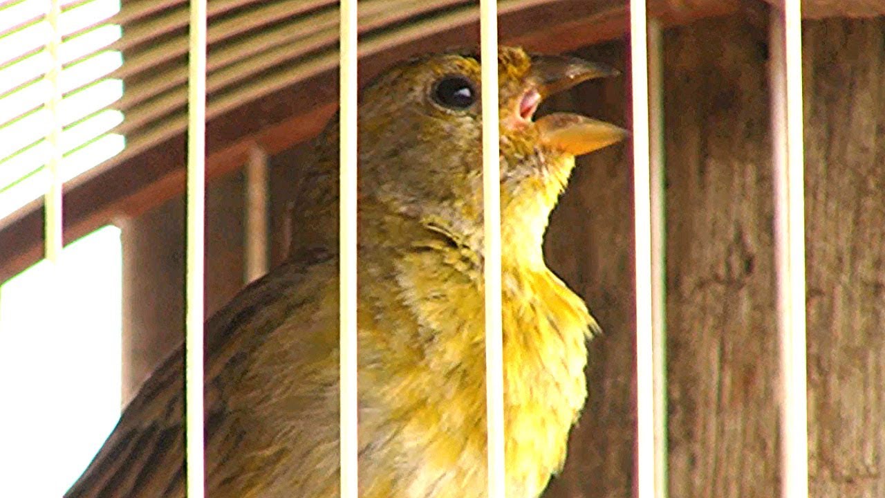 O MELHOR Vídeo Para Esquentar o CANÁRIO DA TERRA - Canto e Piados ✔