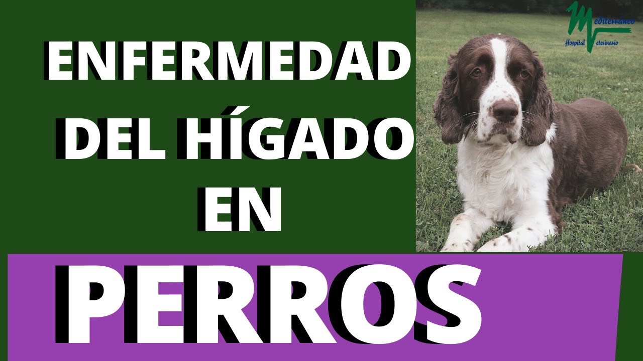 🟢Insuficiencia HEP&Aacute;TICA en PERROS. S&iacute;ntomas