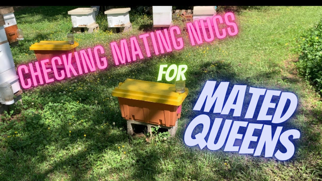 Pro Nuc Queen check #Honeybees #beekeeping #bees #beekeeper