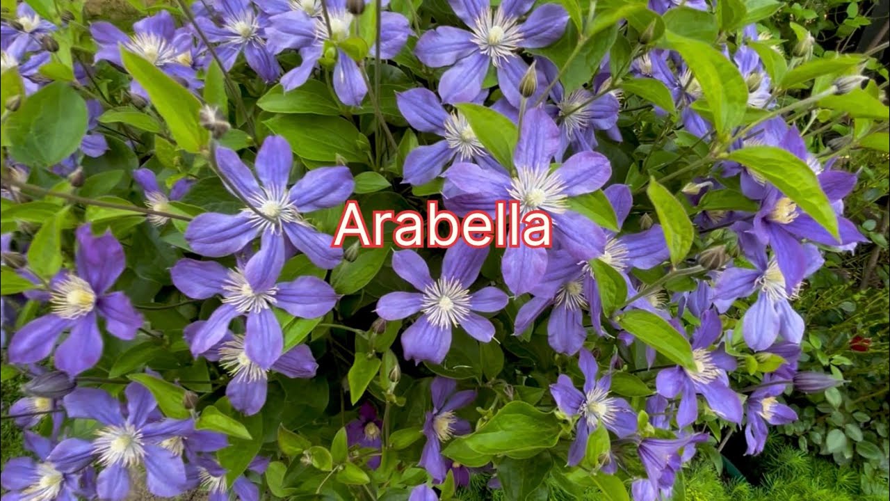 Клематис Arabella перлина саду #садівництво #клематис 