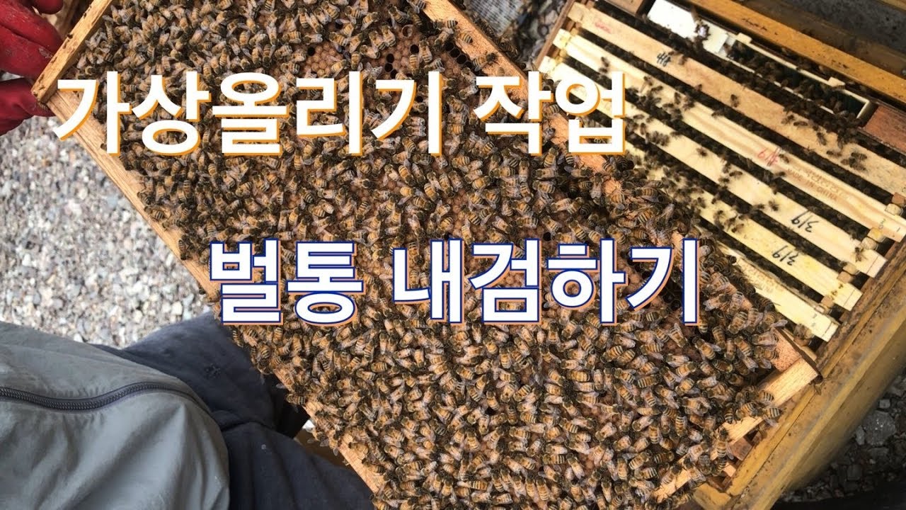 아카시아 꿀 수확준비 양봉 가상올리기