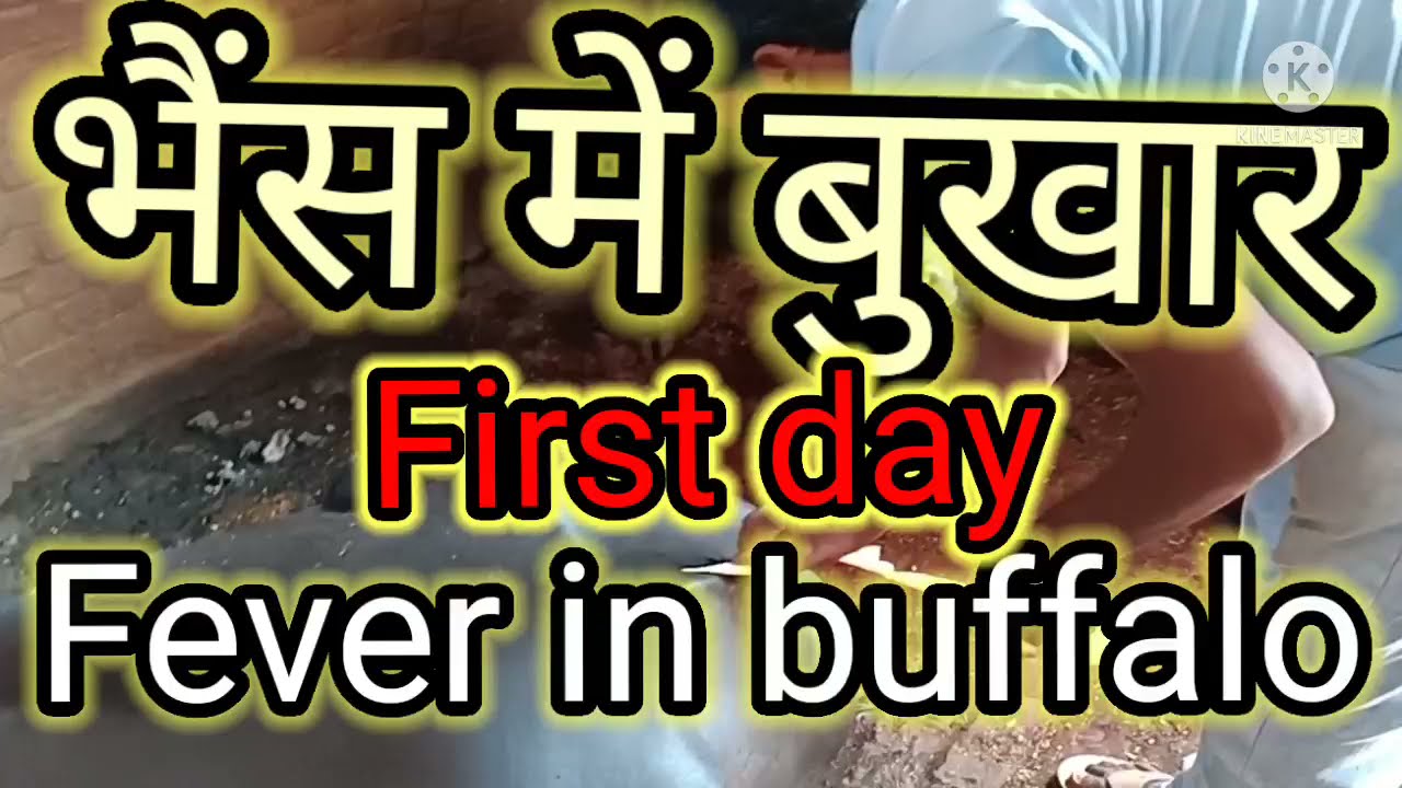 भेंस में बुखार/Fever in buffalo (animals)
