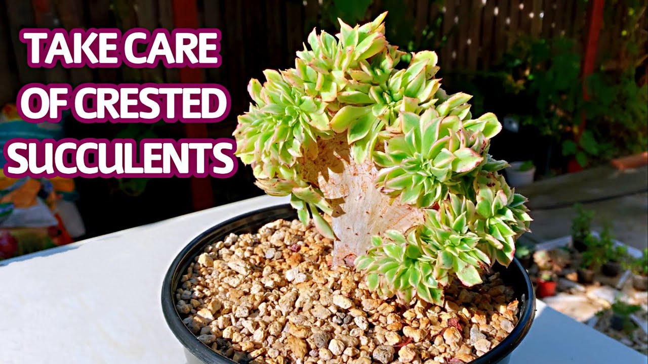 #285 HOW TO TAKE CARE OF CRESTED SUCCULENTS | Crested Succulents