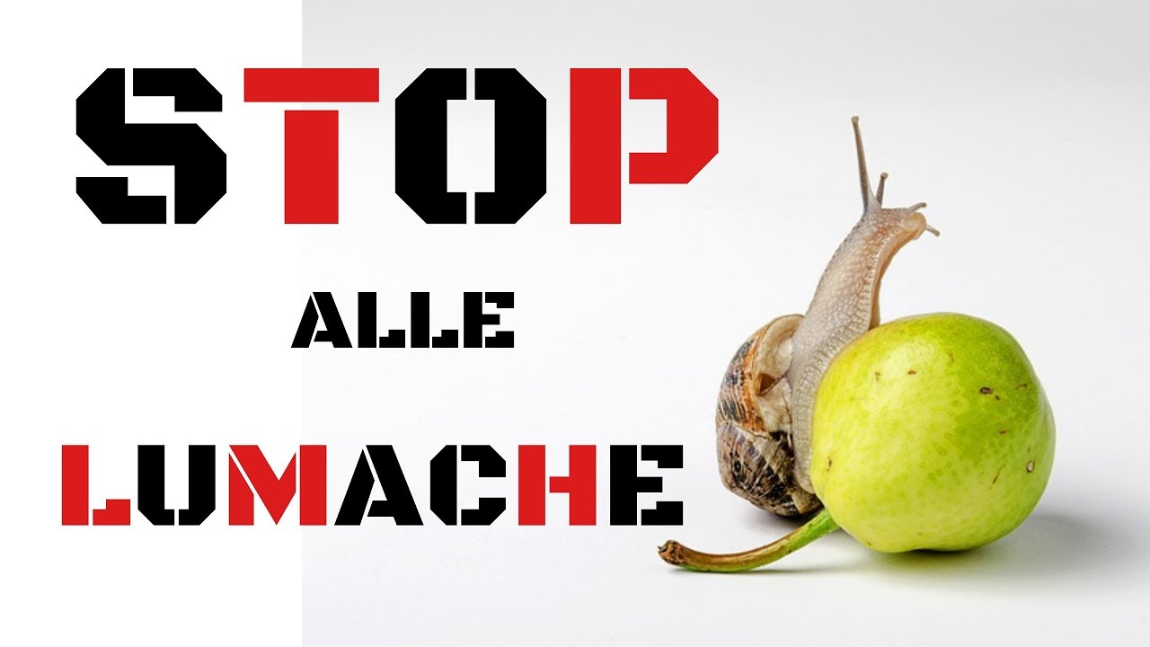 Come eliminare dal giardino le lumache in modo naturale