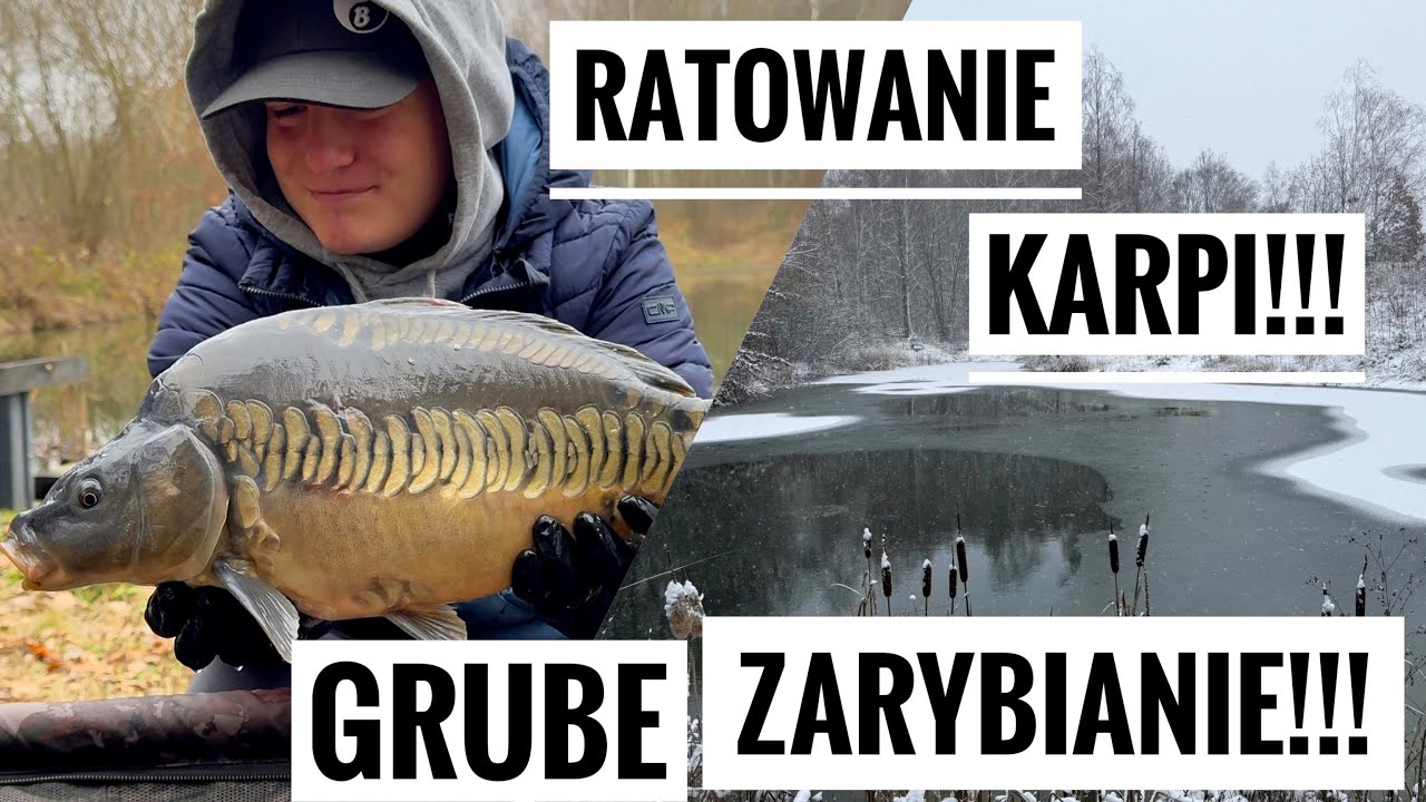 URATOWAŁEM KARPIE NA ŚWIĘTA!!! - Zarybianie stawu - ratowanie karpi na Święta 