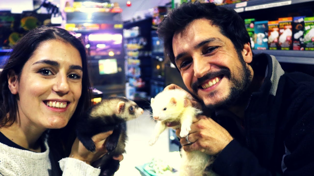 COMO MANTER UM FURÃO !