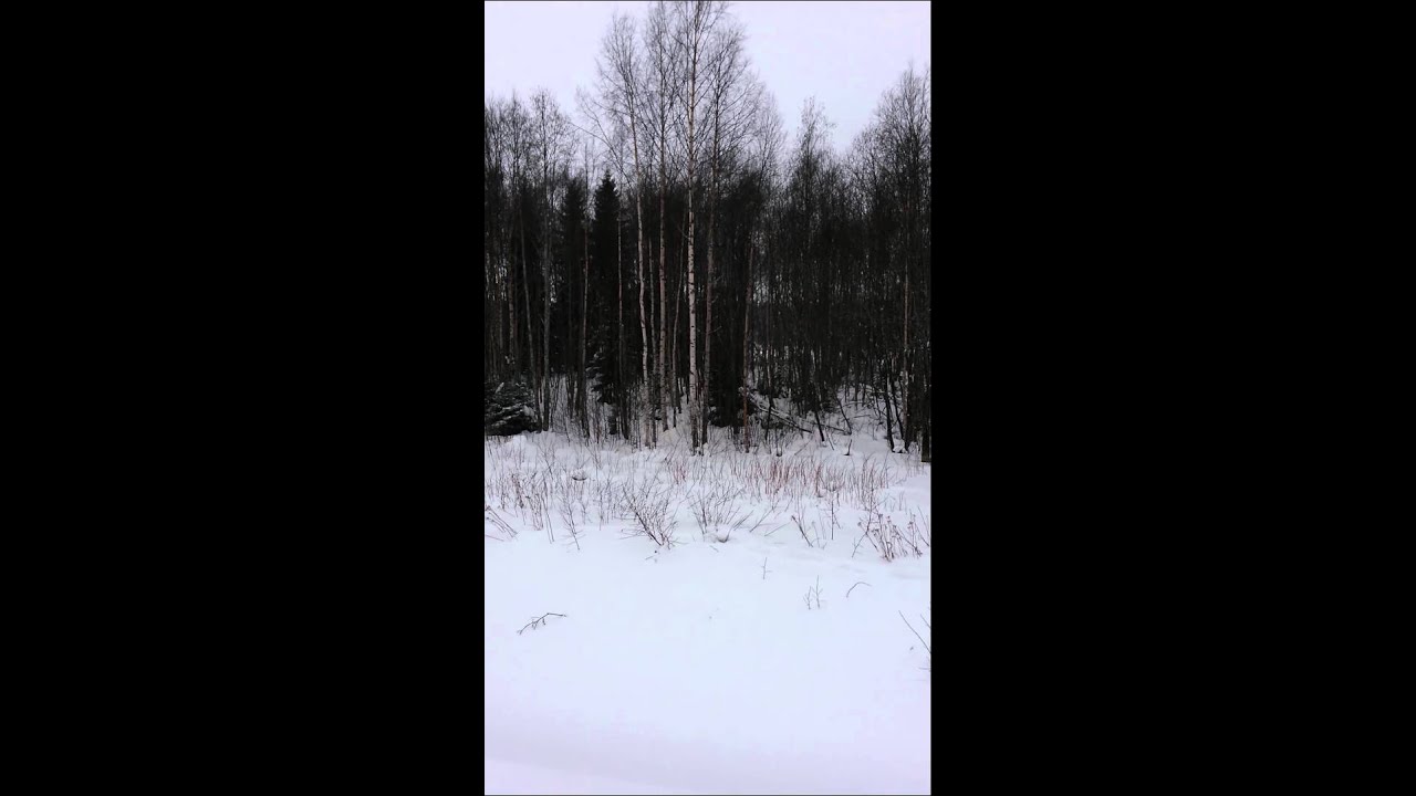 St&aring;ndskall Lodjur