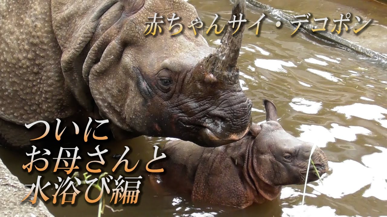 赤ちゃんサイのデコポン(性別今のところ不明)、ついにお母さんと水浴び編！