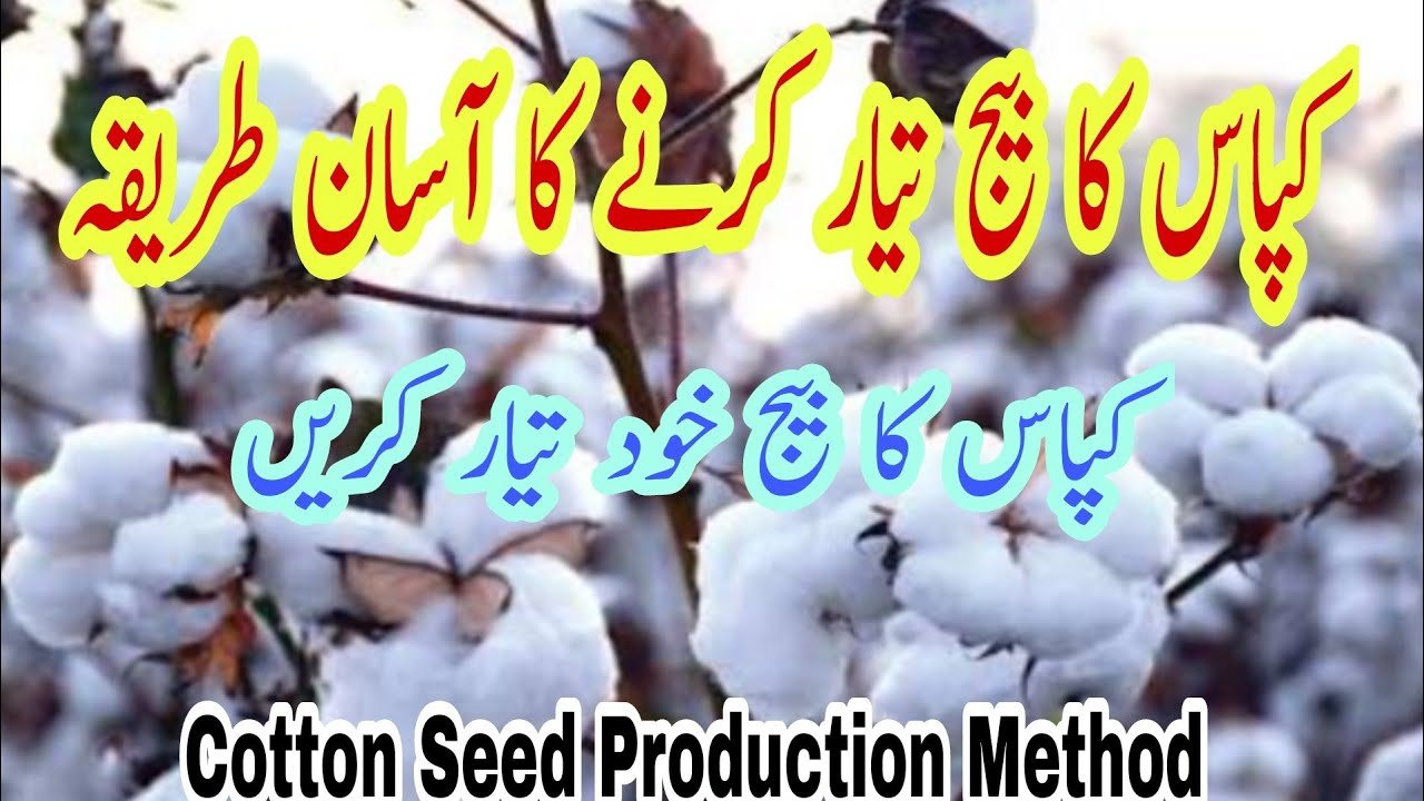 Cotton Seed Production Method | کپاس کا بیج اپنے کھیت سےخود تیار کریں