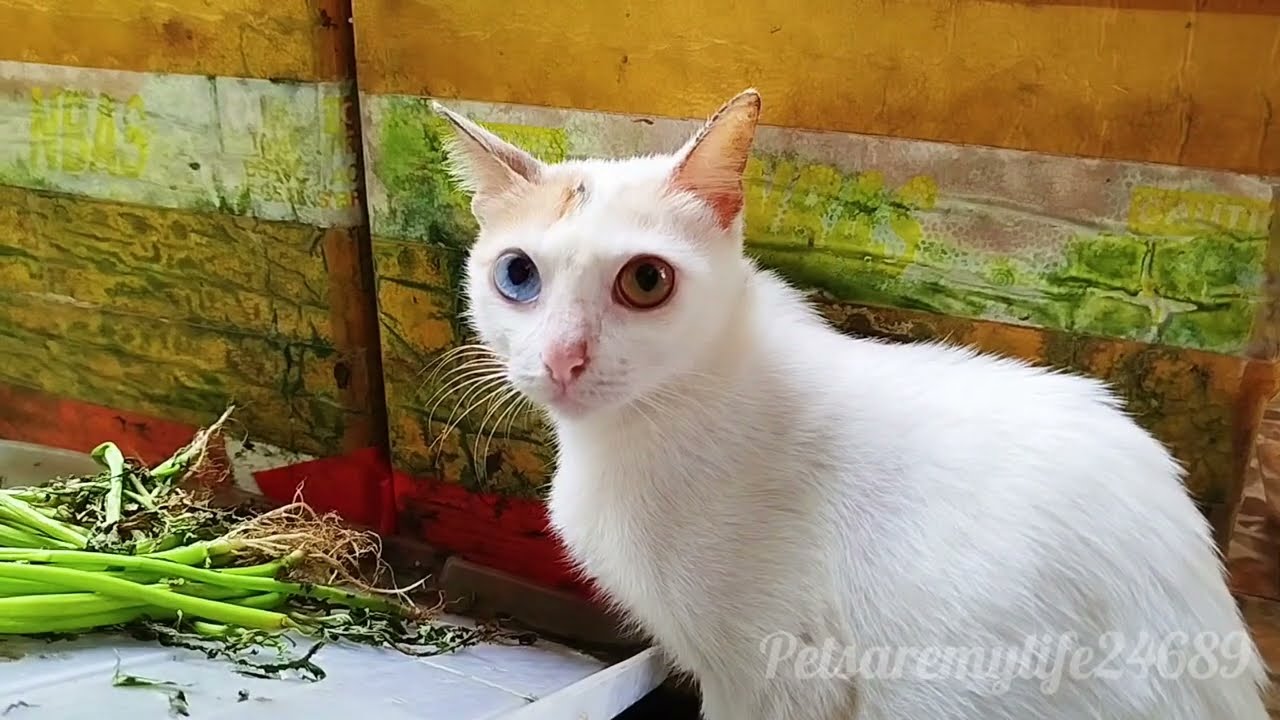 The Kitten Is Carefree And Playing Around, While The Older Cats Each Find A Corner Of Their Own