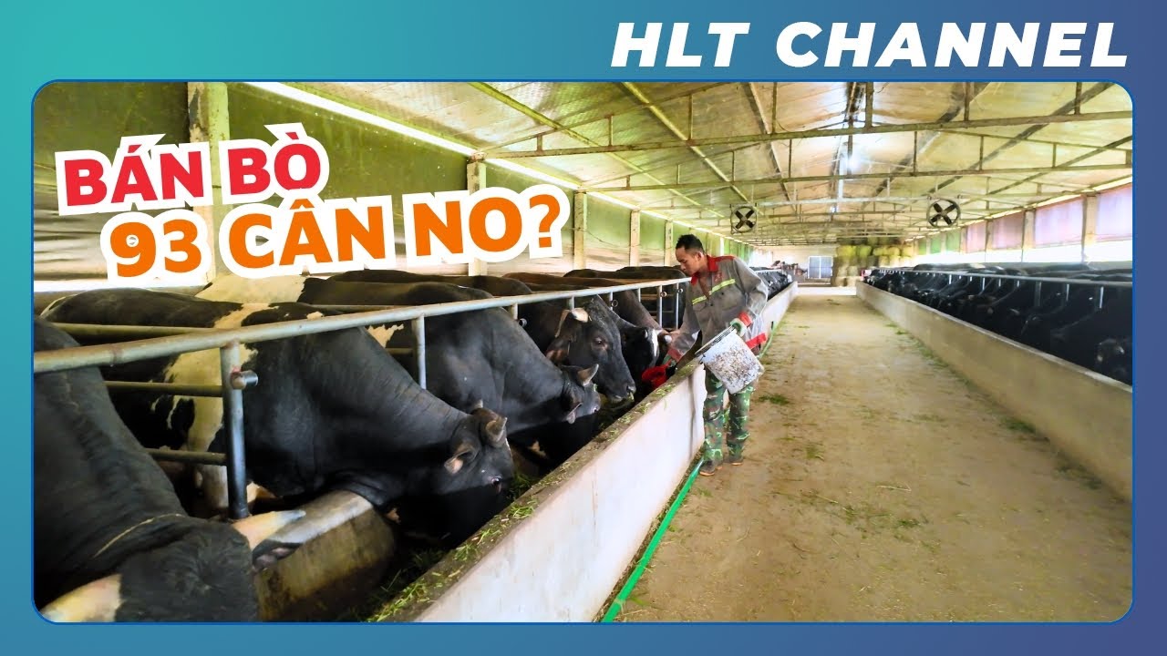 Bí Quyết Chăn Nuôi Bò Đạt Giá 93.000/kg CÂN NO??? | Nuôi Ngựa Lợi Nhuận 1tr5/tháng?