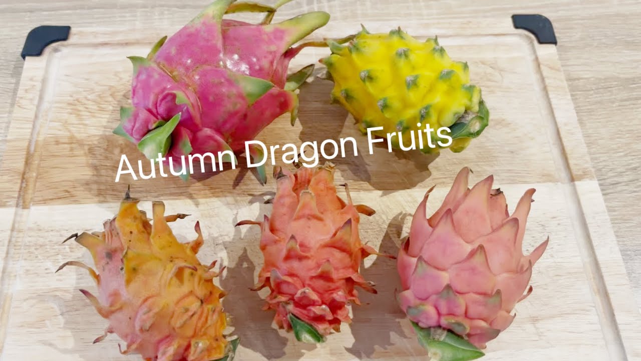 Autumn Dragon Fruits Update and Frankie’s Red Review