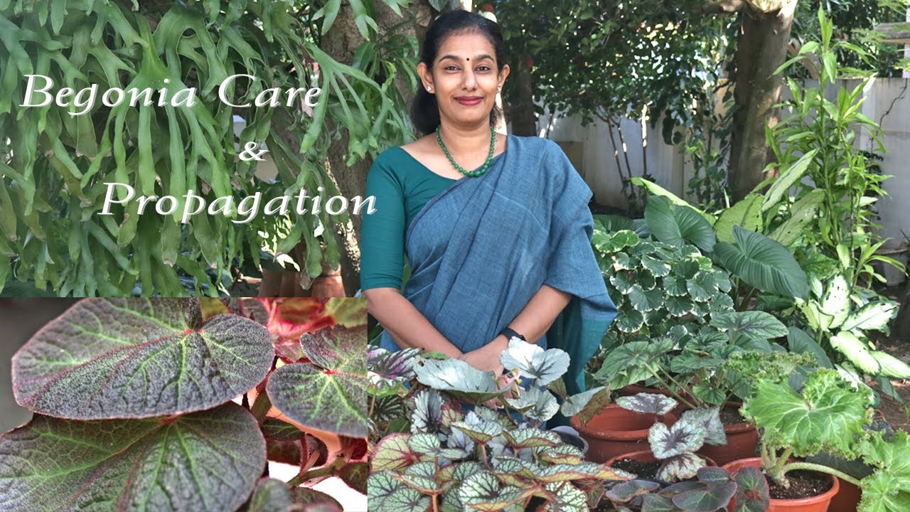 Begonia care and propagation