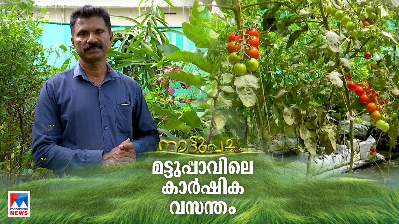 വീടിന്റെ ടെറസിൽ കാർഷിക വിപ്ലവം; പച്ചക്കറി മുതൽ ഔഷധ സസ്യങ്ങൾ വരെ | Nattupacha