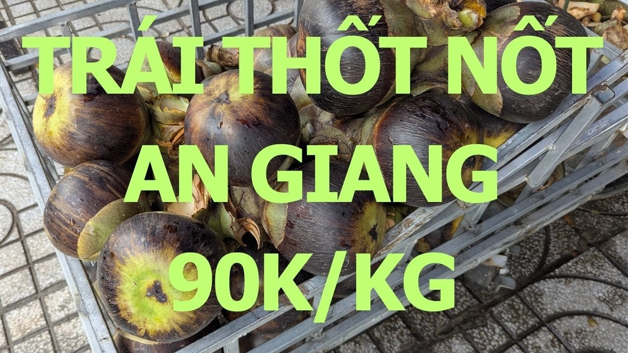 Trái thốt nốt An Giang – Palmyra Fruit in An Giang 90k/kg