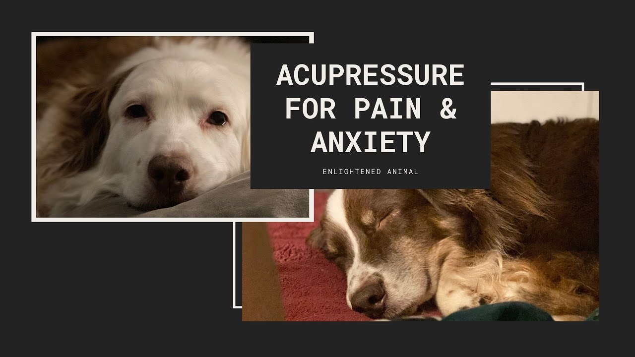 Acupressure Points for Pain & Anxiety in your Dog
